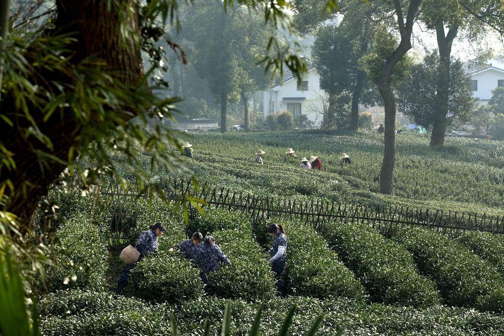 Landison Longjing Resort Ханчжоу Экстерьер фото